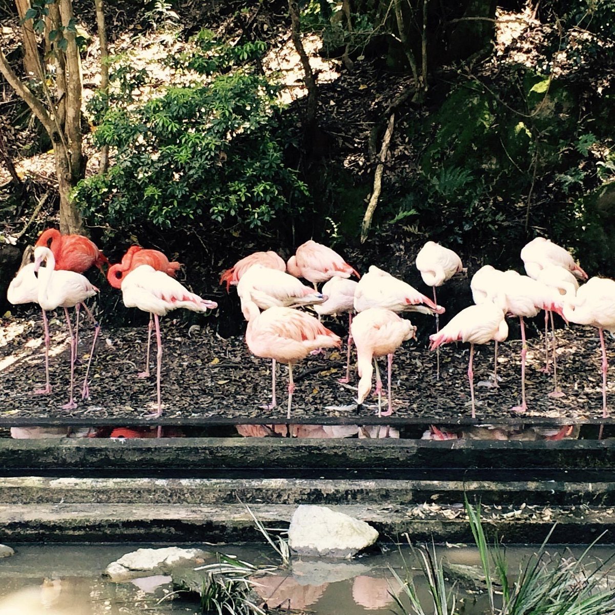 🏞️ 오사키 공원 어린이 동물원(오사키 코엔 코도모 도부츠엔) 이미지 7